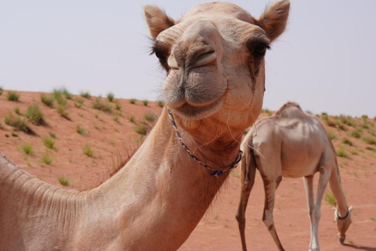 Desde Mascate: 2 días, 1 noche en Wahiba Sands