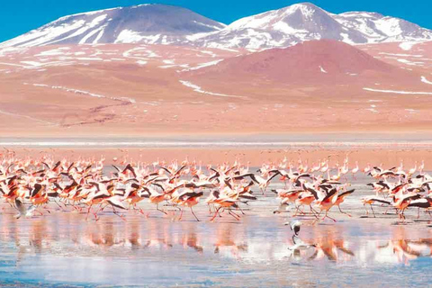 Von Uyuni aus: Laguna Colorada und Salar de Uyuni 3-Tage + MahlzeitenSpanische Tour (Option 1)