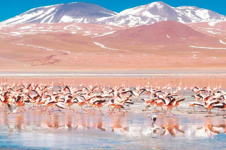 Depuis Uyuni : Laguna Colorada et Salar de Uyuni 3 jours + repasTour d&#039;Espagne (Option 1)