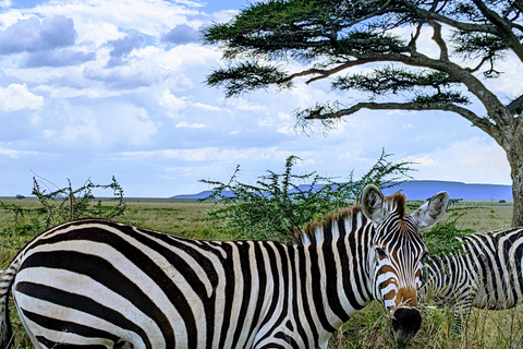 Arusha: Arusha National Park Safari with Canoeing Option