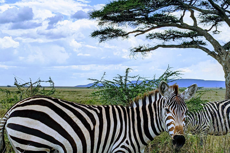 Arusha: Arusha National Park Safari with Canoeing Option