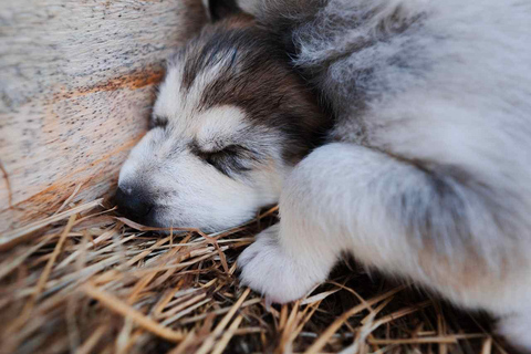 Rovaniemi: Insider 10 km Husky Sled Ride