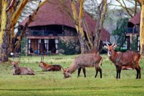 From Nairobi: 3-Day Masai Mara Safari at Sopa Lodge