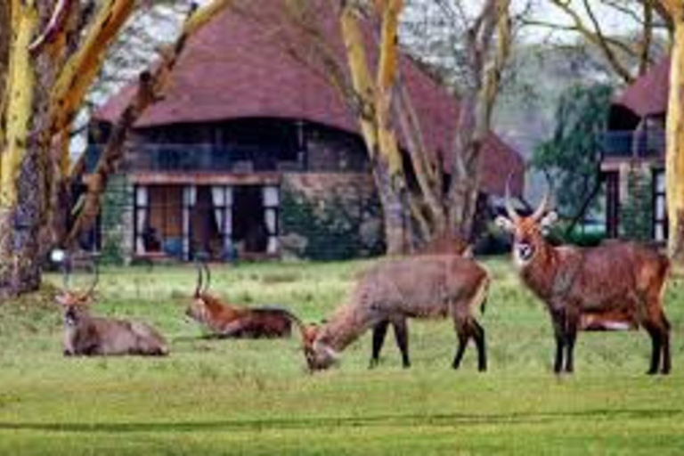 From Nairobi: 3-Day Masai Mara Safari at Sopa Lodge