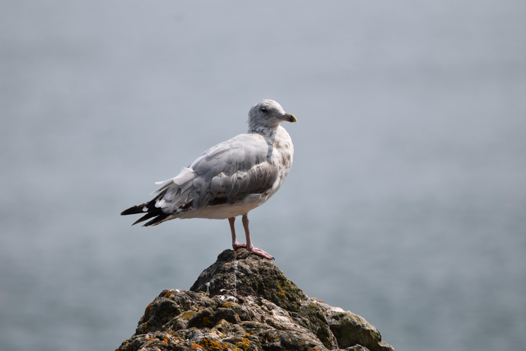 Cardiff: Private Day Trip to Mumbles and Gower Peninsula