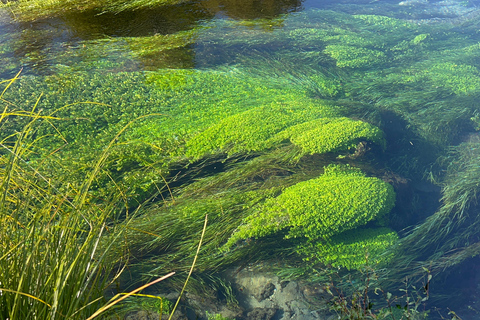 EXCLUSIVE Blue Spring experience half day tour from Auckland