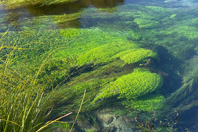EXCLUSIVE Blue Spring experience half day tour from Auckland