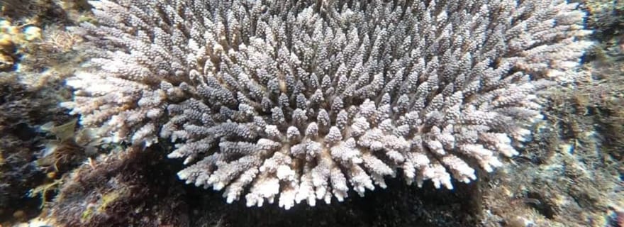 ZANZIBAR : Excursion d'une journée à Pungume, plongée avec tuba et déjeuner barbecue