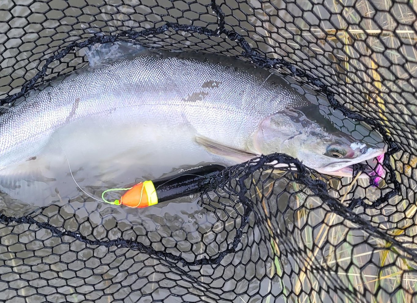 Anchorage: Heldags guidet laksefiskeri med afhentning på hotel