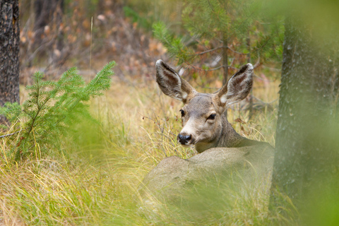 Jackson: Private Widlife Safari & Lake Beach Experience