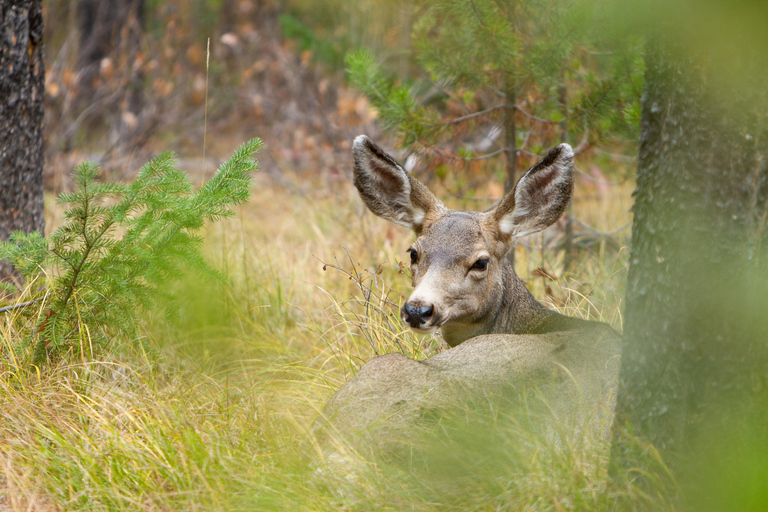 Jackson: Private Widlife Safari & Lake Beach Experience