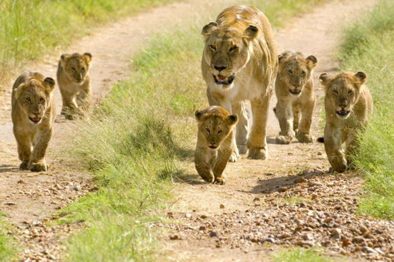 Salt Lick Safari Lodge: tour di 2 giorni da Nairobi o MombasaNairobi o Mombasa: tour di 2 giorni al Salt Lick Safari Lodge