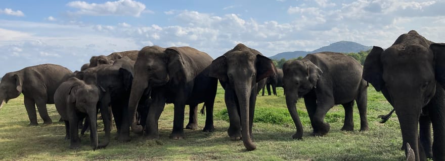 Parc national de Minneriya : safari privé en Jeep 4x4