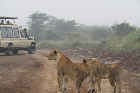 Nairobi Park Safari, Sheldrick's Orphanage & Giraffe Center Shared Drive in Open-Roof Van Game Drive