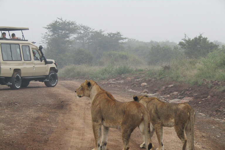 Nairobi Park Safari, Sheldrick's Orphanage & Giraffe Center Shared Drive in Open-Roof Van Game Drive