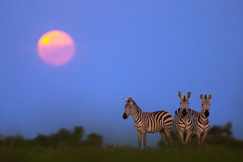 Nairobi National Park Game Drive Private half Day Tour