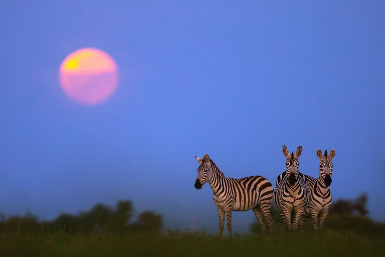Nairobi National Park Game Drive Private half Day Tour