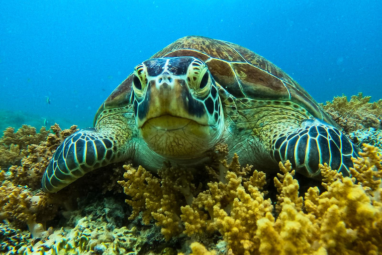 Prywatna grupa Snorkeling 3 wyspy Gili z Gili Trawangan