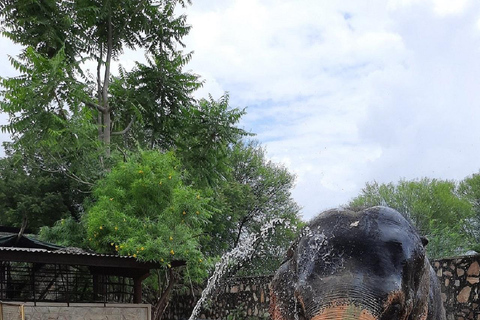 Jaipur: Hathigao Elephant Village Ride, Feeding, & Photos Riding, Feeding, Climbing And Photography with Elephant