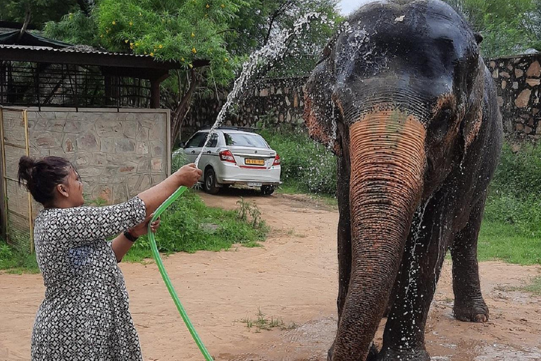 Jaipur: Hathigao Elephant Village Ride, Feeding, & Photos Riding, Feeding, Climbing And Photography with Elephant