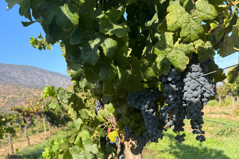 Santiago: Casablanca Wine Tour — 2 Award-Winning Wineries