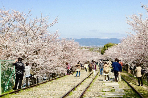 From Osaka: Kyoto Temples, Shrines & Cherry Blossom Day Trip