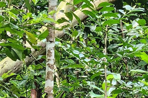 Zanzibar: Jozani Forest, Maalum Cave & Mtende Beach Tour Private Tour with Hotel Pickup (South Zanzibar Only)