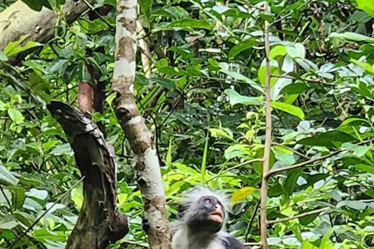 Zanzibar: Jozani Forest, Maalum Cave & Mtende Beach Tour Private Tour with Hotel Pickup (South Zanzibar Only)