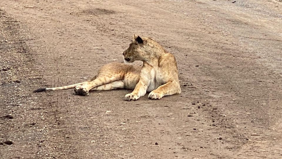 4 Horas Parque Nacional De Nairobi GetYourGuide