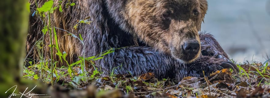 Campbell River : Visite d'une jounée à la rencontre des ours grizzlis avec déjeuner