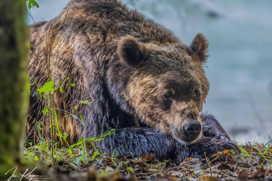 Campbell River: Ganztagestour zum Grizzlybären mit Mittagessen. Foto: GetYourGuide Campbell River: Ganztagestour zum Grizzlybären mit Mittagessen. Foto: GetYourGuide