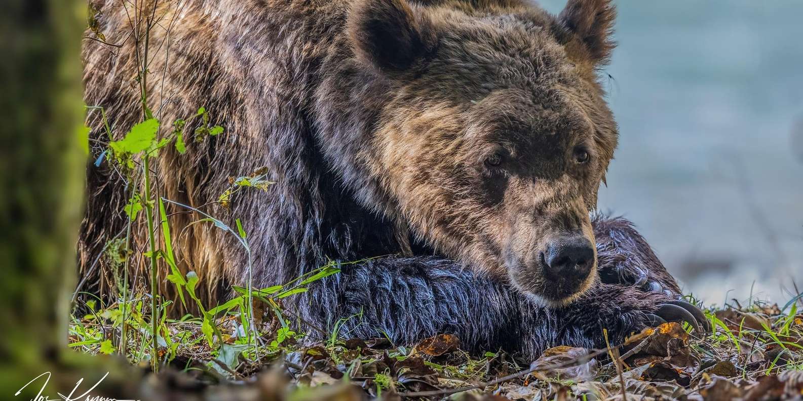 Campbell River: Dagstur med grizzlybjørn og lunsj | GetYourGuide, image size:1585x792