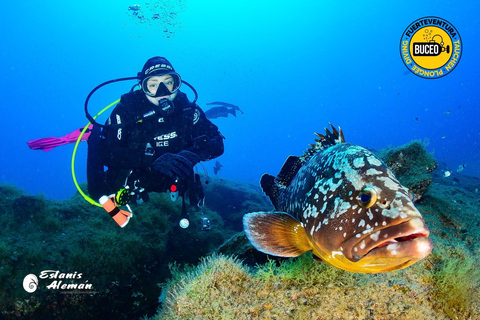 South Fuerteventura: scuba diving from a boat for certified divers South Fuerteventura: Scuba diving from a boat for certified divers