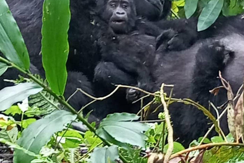 3-Day Chimpanzee Visit-Kibaale NP