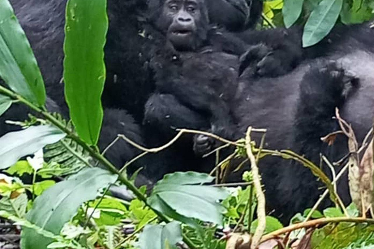3-Day Chimpanzee Visit-Kibaale NP