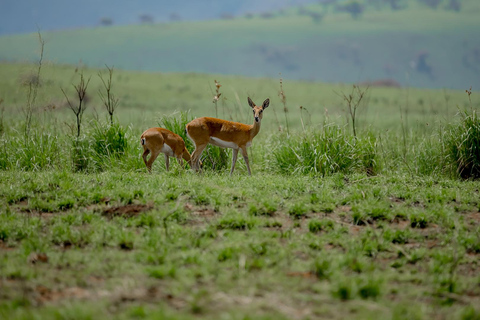 7 Days Murchison Falls, Kibale, Queen Elizabeth, Bwindi trip