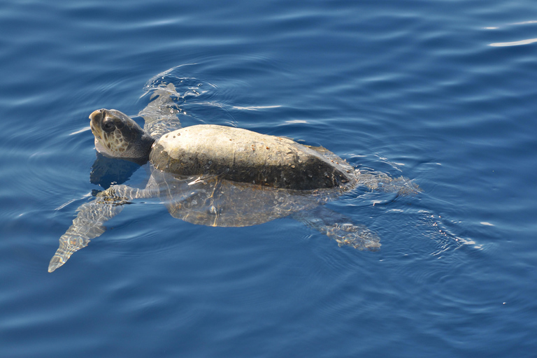 La Paz: Espiritu Santo Island Tour