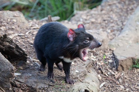 Escursione a terra a Hobart: Parco nazionale di Mt Field e fauna selvatica