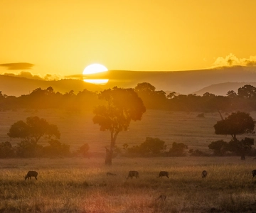 Da Nairobi: Safari di gruppo di 4 giorni nel Maasai Mara e sul Lago Nakuru