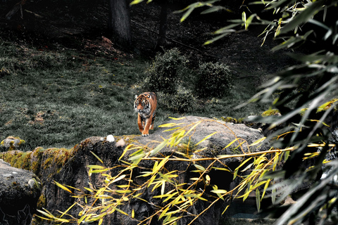 From Jaipur: Sariska National Park Day Tour with Jeep Safari