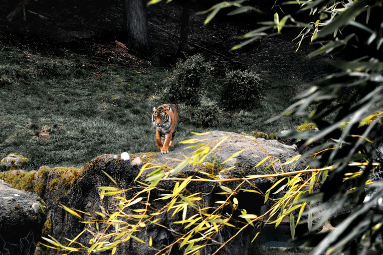 From Jaipur: Sariska National Park Day Tour with Jeep Safari