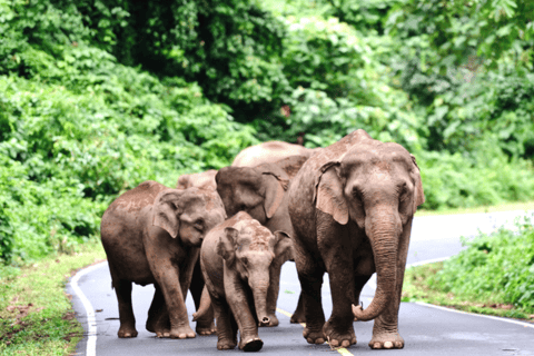 Vanuit Bangkok: Khao Yai Privé Charter met meerdere opties2 Dagen / MPV (4ppl)