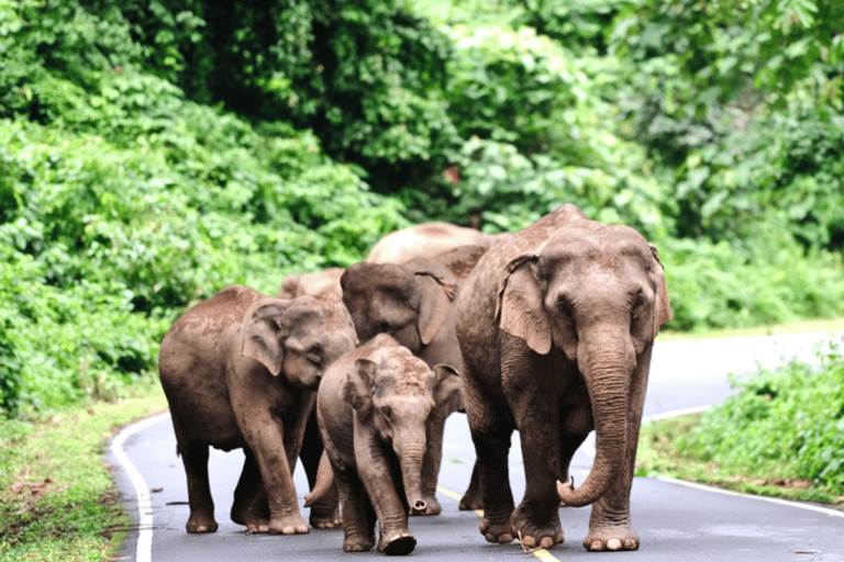 Z Bangkoku: Prywatny czarter Khao Yai z wieloma opcjami2 dni / MPV (4ppl)