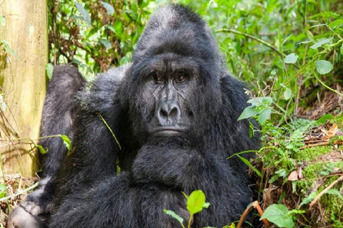 Uganda: 5-Day Best Of Kisoro Nature and Community Tour