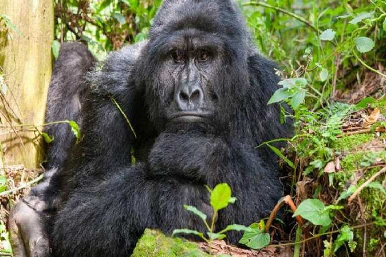 Uganda: 5-Day Best Of Kisoro Nature and Community Tour