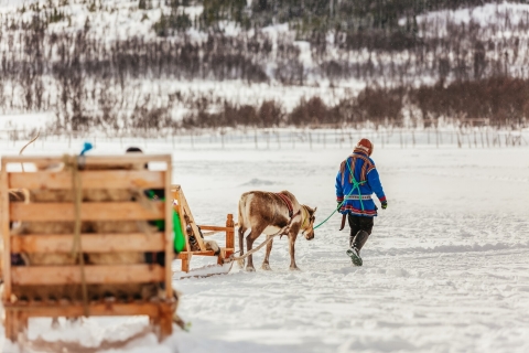 Tromsø: paseo en trineo con renos con guía lapónSesión de trineo de 10 minutos