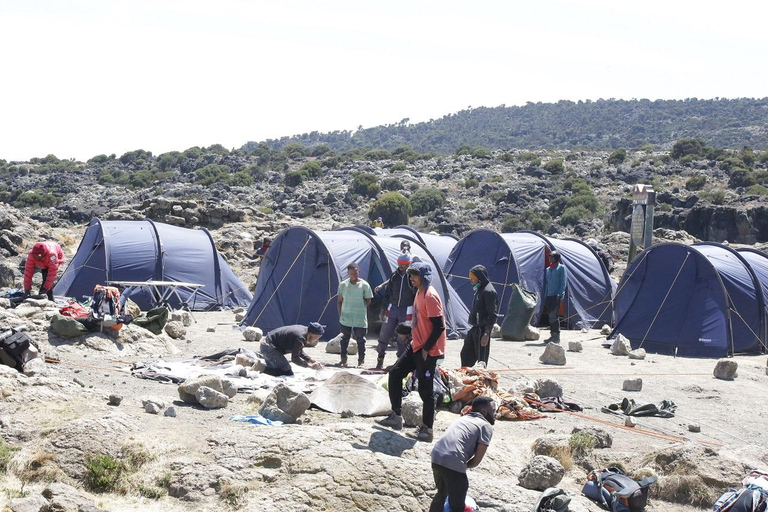 Explora Nuestros Mejores 7 Días de Escalada al Lemosho Kilimanjaro