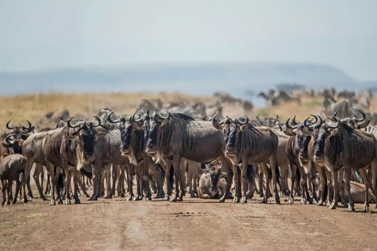 Mara 3-Day Photography Expedition Tour from Nairobi Mara 3-Day Photography Expedition Tour from Nairobi