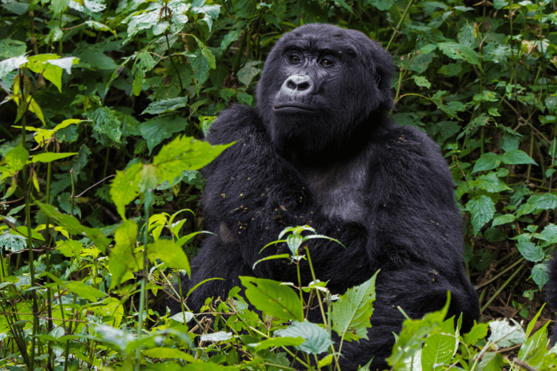 3 Days gorilla trekking Via Entebbe