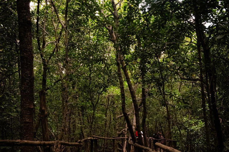 Jozaniforest, Kuza-Höhle, Blaue Lagune, Felsenrestaurant